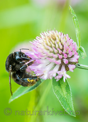 BB 15 0164 / Bombus subterraneus / Slåttehumle <br /> Trifolium pratense / Rødkløver